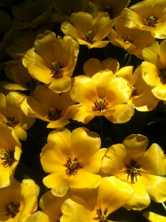 Blomster3