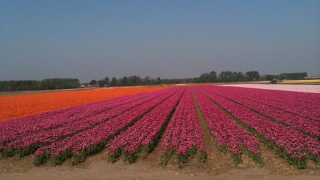 Blomstereng
