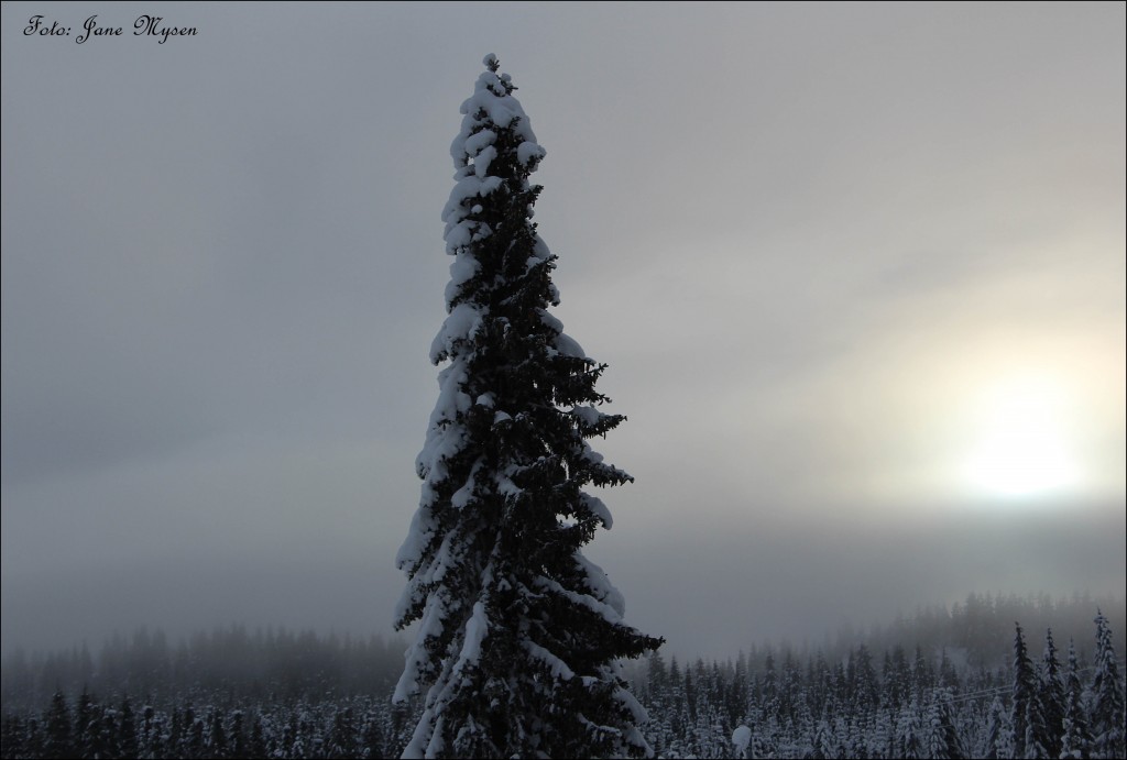 Så vakker kan skogen være en vinterdag i januar.