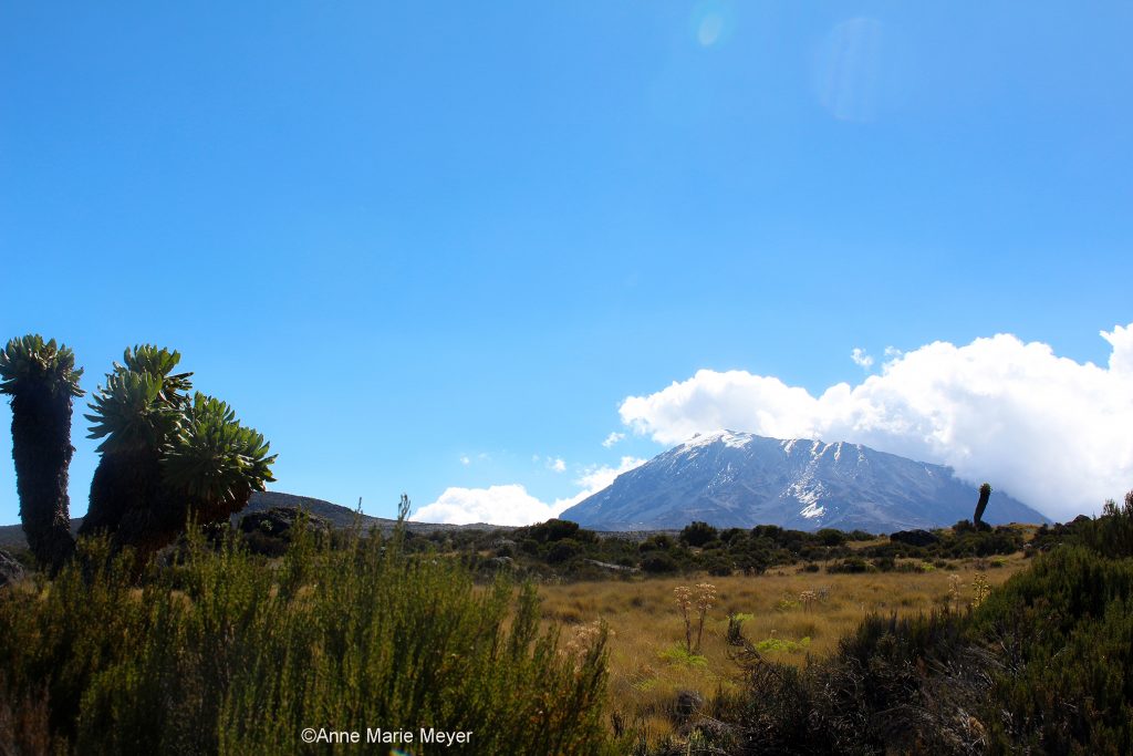 Kilimanjaro, Afrikas høyeste topp